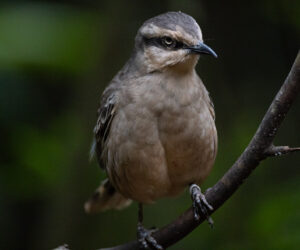 Foz Do Iguaçu Paraná Brazil