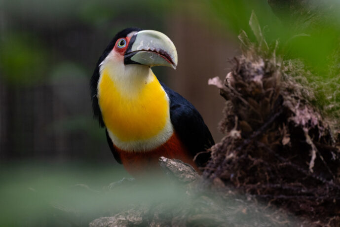 Foz Do Iguaçu Paraná Brazil