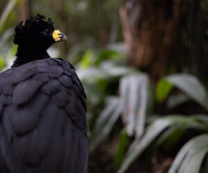 Foz Do Iguaçu Paraná Brazil
