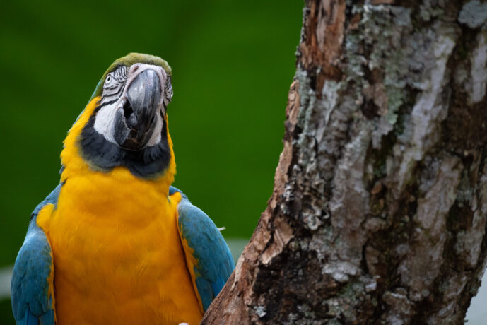 Foz Do Iguaçu Paraná Brazil
