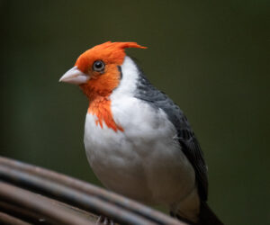 Foz Do Iguaçu Paraná Brazil