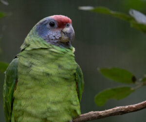 Foz Do Iguaçu Paraná Brazil