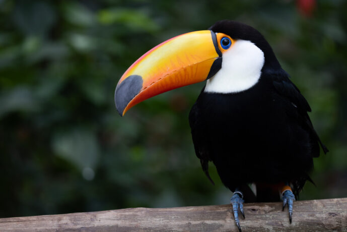 Foz Do Iguaçu Paraná Brazil