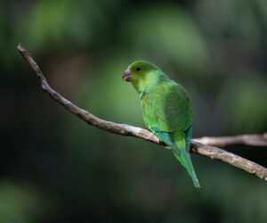 Foz Do Iguaçu Paraná Brazil