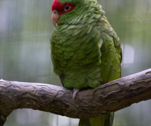 Foz Do Iguaçu Paraná Brazil