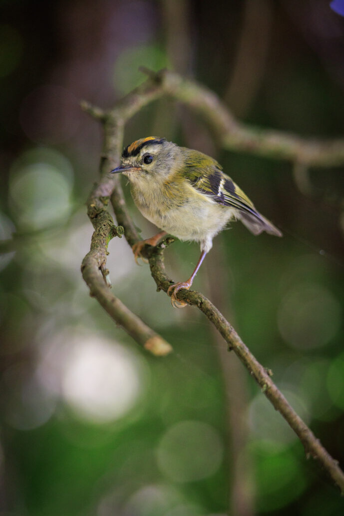 Santana Madeira Island Portugal
