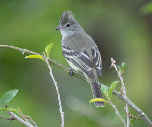 Minca Magdalena Colombia