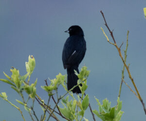 Minca Magdalena Colombia