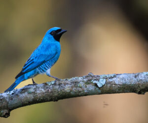 Minca Magdalena Colombia