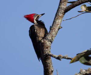 Minca Magdalena Colombia