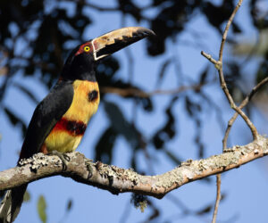 Minca Magdalena Colombia