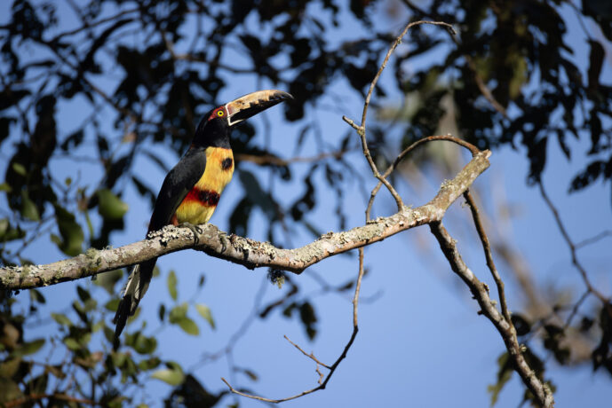 Minca Magdalena Colombia