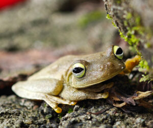 Minca Magdalena Colombia