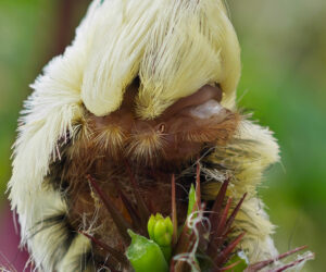 Minca Magdalena Colombia
