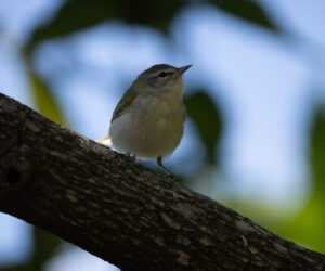 Minca Magdalena Colombia