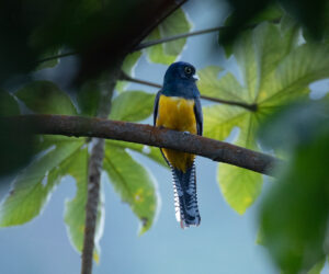 Minca Magdalena Colombia