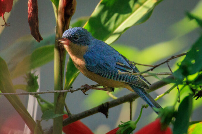 Minca Magdalena Colombia