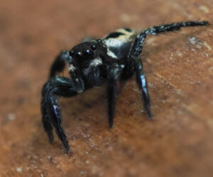 Minca Magdalena Colombia