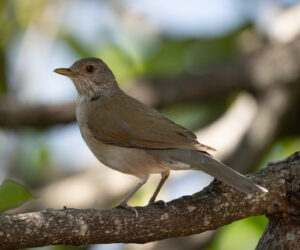 Minca Magdalena Colombia