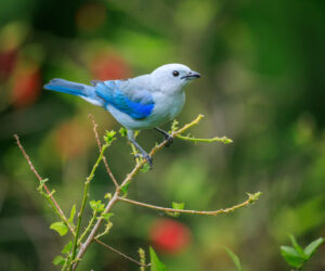 Minca Magdalena Colombia