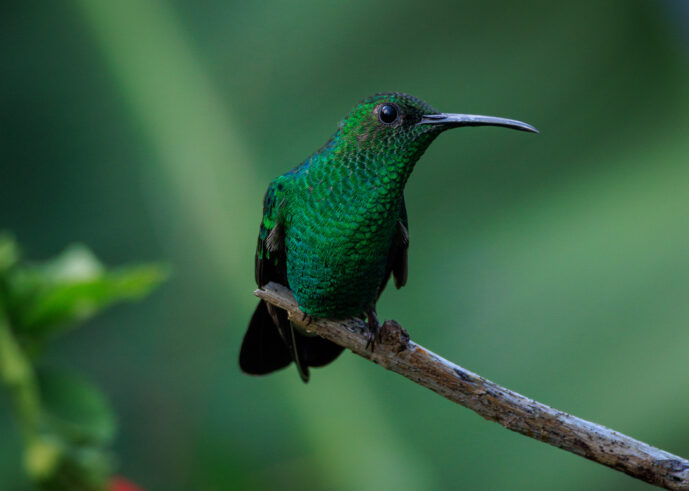 Minca Magdalena Colombia