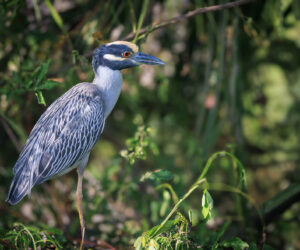Naranjos Magdalena Colombia