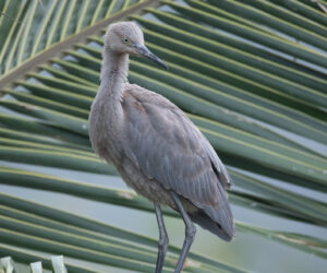 Naranjos Magdalena Colombia