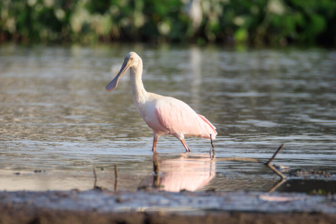 Pantanal Porto Jofre Mato Grosso Brazil