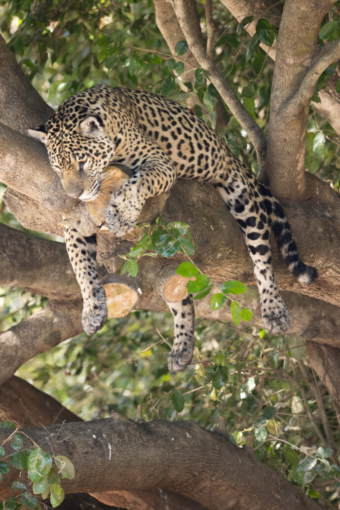 Pantanal Porto Jofre Mato Grosso Brazil