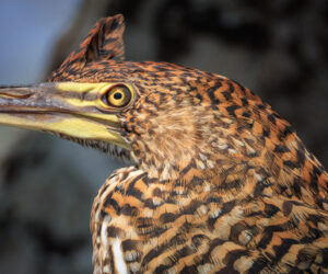 Pantanal Porto Jofre Mato Grosso Brazil