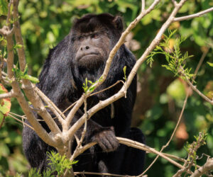 Pantanal Porto Jofre Mato Grosso Brazil
