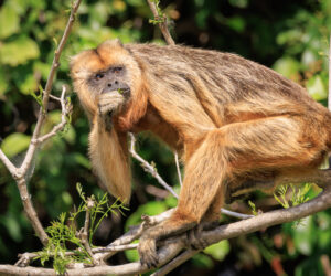 Pantanal Porto Jofre Mato Grosso Brazil