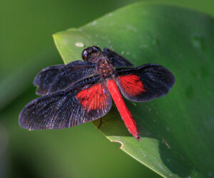 Pantanal Porto Jofre Mato Grosso Brazil