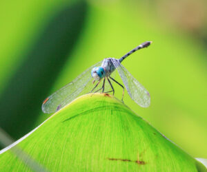 Pantanal Porto Jofre Mato Grosso Brazil