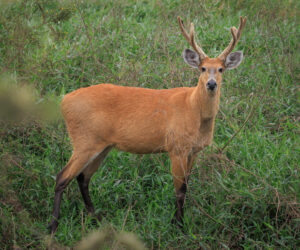 Pantanal Porto Jofre Mato Grosso Brazil