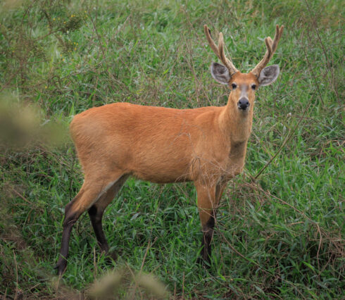 Pantanal Porto Jofre Mato Grosso Brazil