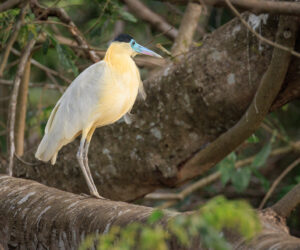 Pantanal Porto Jofre Mato Grosso Brazil
