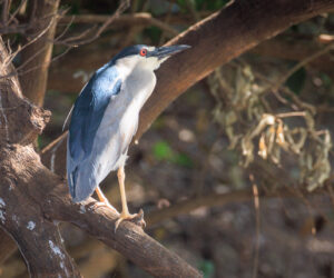 Pantanal Porto Jofre Mato Grosso Brazil