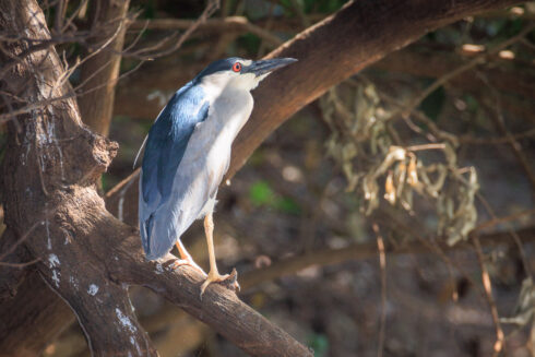 Pantanal Porto Jofre Mato Grosso Brazil