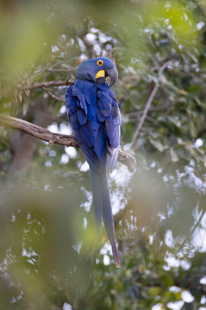 Pantanal Porto Jofre Mato Grosso Brazil