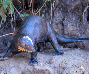 Pantanal Porto Jofre Mato Grosso Brazil