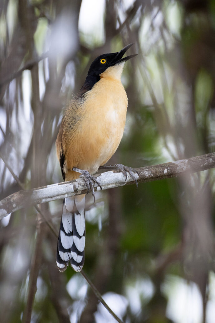 Pantanal Porto Jofre Mato Grosso Brazil