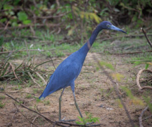 Pantanal Porto Jofre Mato Grosso Brazil