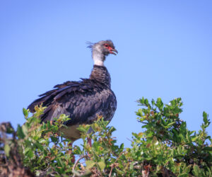 Pantanal Porto Jofre Mato Grosso Brazil