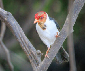 Pantanal Porto Jofre Mato Grosso Brazil