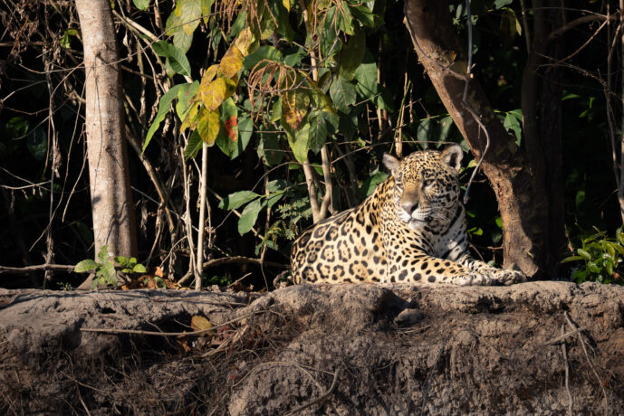 Pantanal Porto Jofre Mato Grosso Brazil