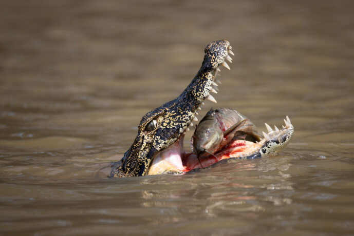 Pantanal Porto Jofre Mato Grosso Brazil