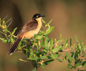 Pantanal Porto Jofre Mato Grosso Brazil