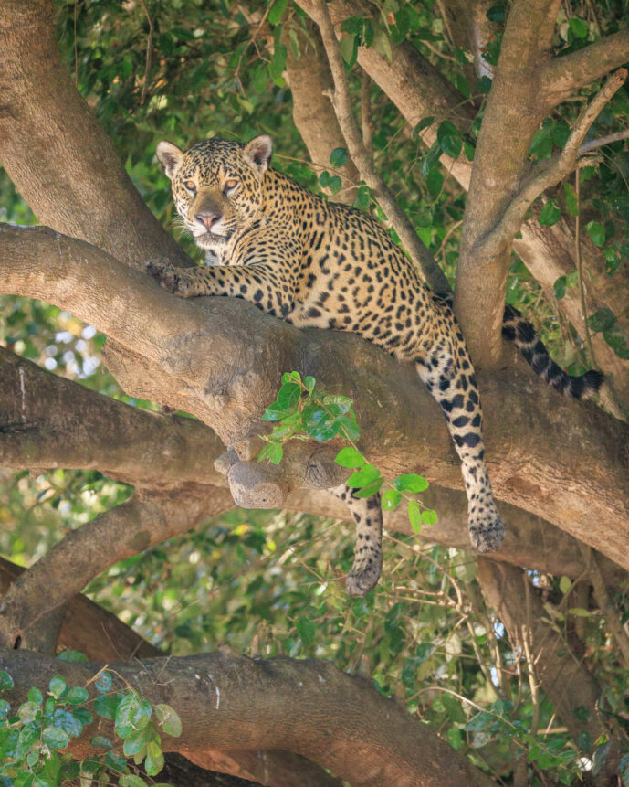 Pantanal Porto Jofre Mato Grosso Brazil
