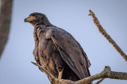 Pantanal Porto Jofre Mato Grosso Brazil